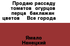 Продаю рассаду томатов, огурцов, перца, баклажан, цветов  - Все города  »    . Ямало-Ненецкий АО,Губкинский г.